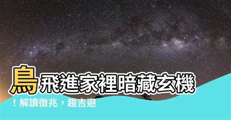 小鳥飛進家裡代表什麼|家中飛鳥玄機解析